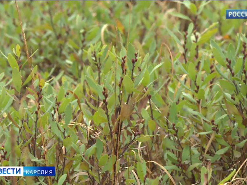 «Вести-Карелия» 27.09.2023 — ГТРК \"Карелия\"