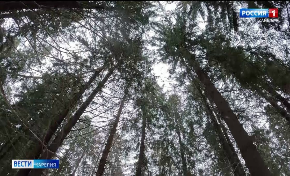 «Вести — Карелия». 24.11.25