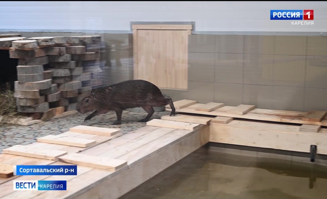 В Карельском Зоопарке поселилась капибара