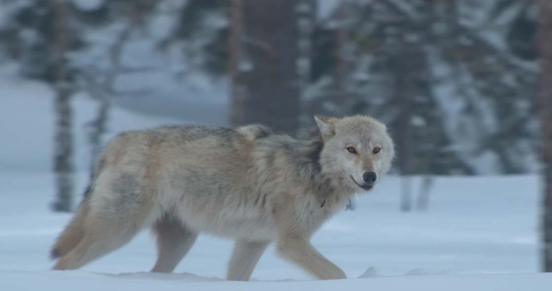 Охотник добыл волка, выходившего в поселок Матросы