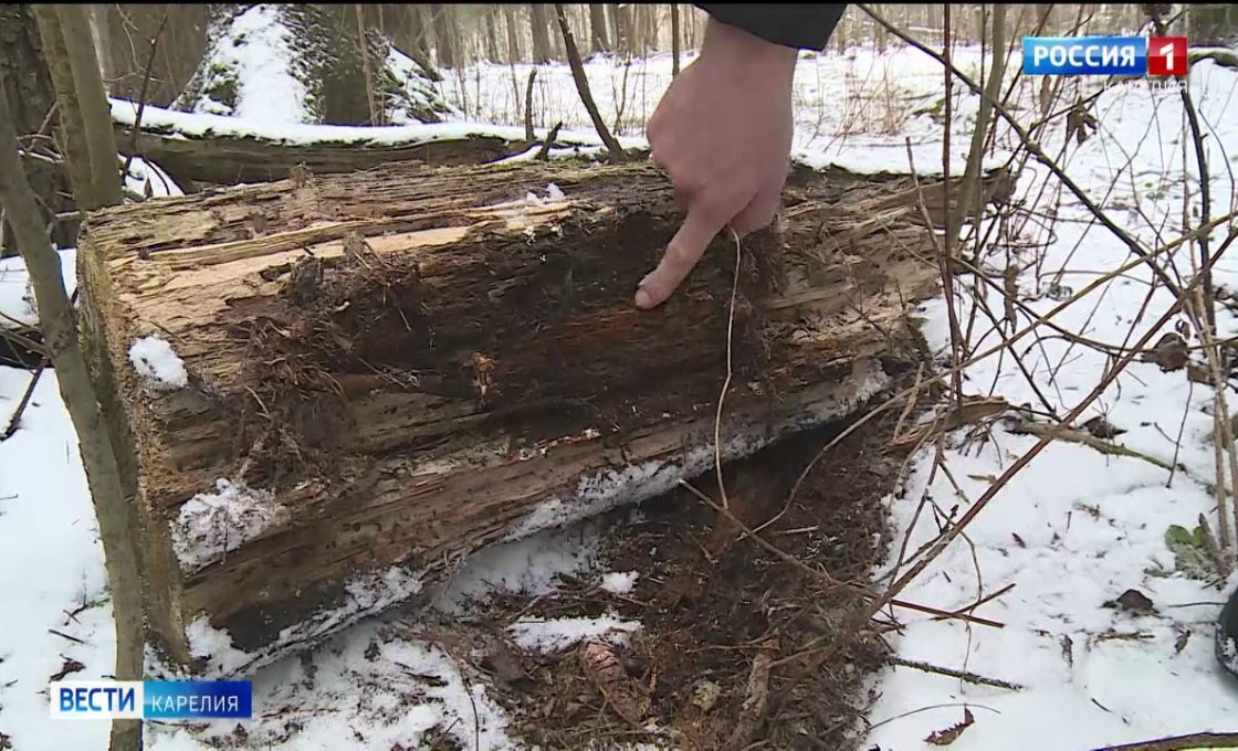 Как поваленные деревья влияют на экологическую обстановку?