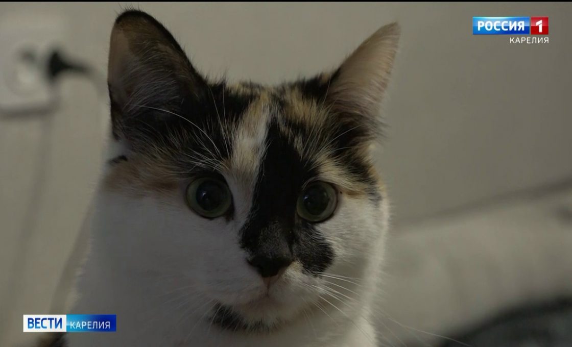 «Вести — Карелия». 17.11.25