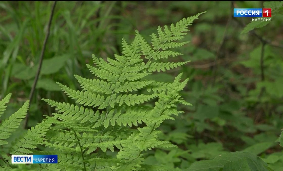 Карельские ученые нашли способ борьбы с клещами с помощью грибов