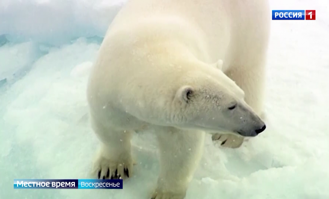 Вести. Арктический регион. 23.11.2025