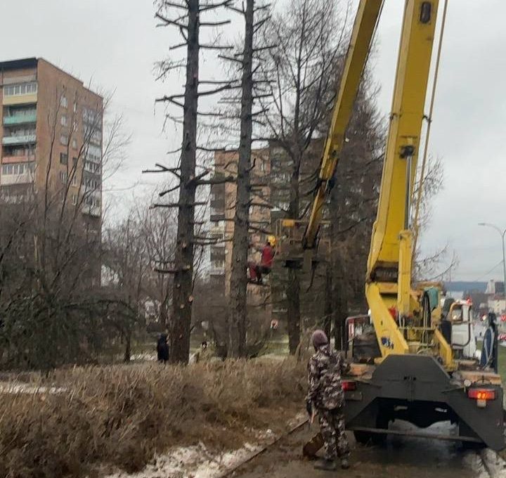 В Петрозаводске позаботились о здоровье деревьев