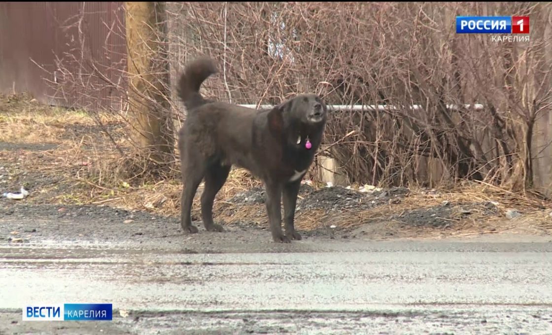 Сообщения о нападениях домашних псов на людей и собак помельче появляются все чаще