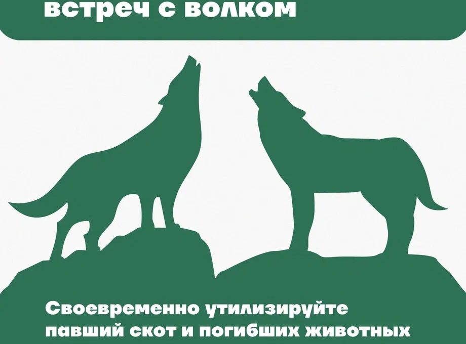 В Карелии продолжается успешная добыча волка