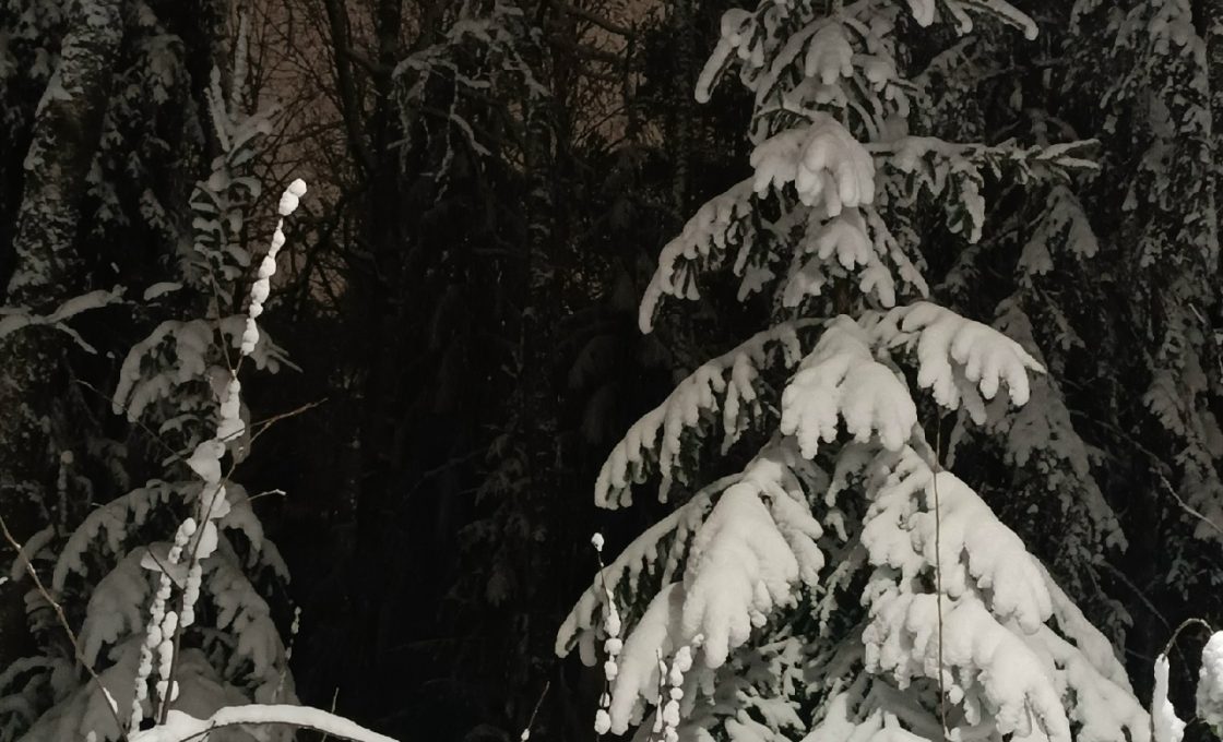 Незаконно срубил ель — привлекся к уголовной ответственности