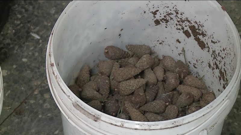 В Карелии продолжается прием шишек