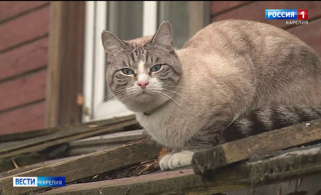 «Вести — Карелия». 18.12.25