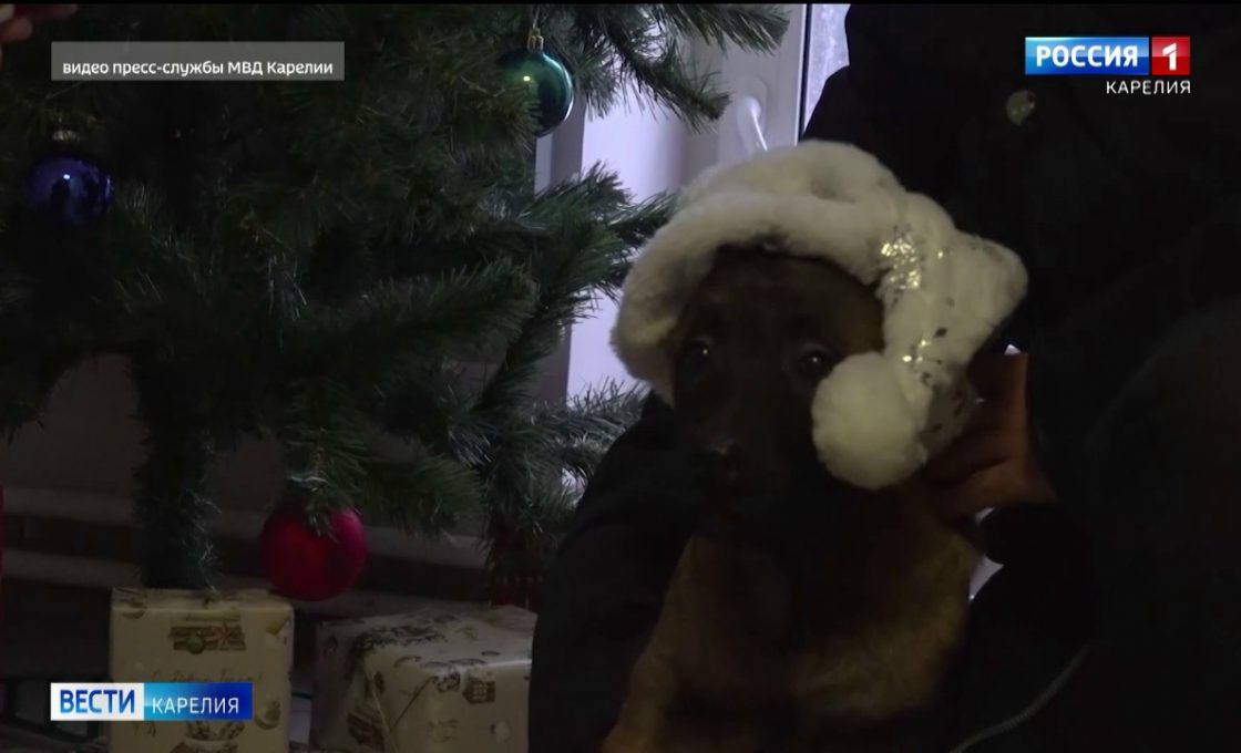 Карельские щенки бельгийской овчарки малинуа завершили подготовку и отправились к новым хозяевам