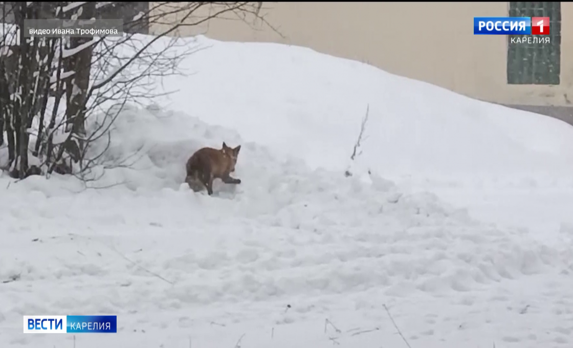 В Канский парк пришла лиса