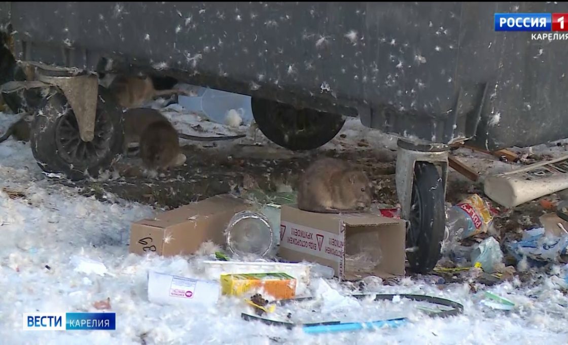 В Петрозаводске стартовала кампания по дератизации