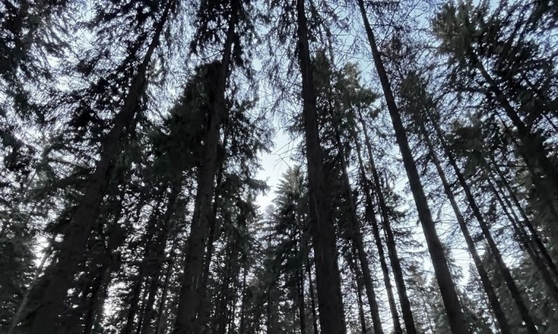 Обновляют тропу здоровья к Ели Фенноскандии в Петрозаводске