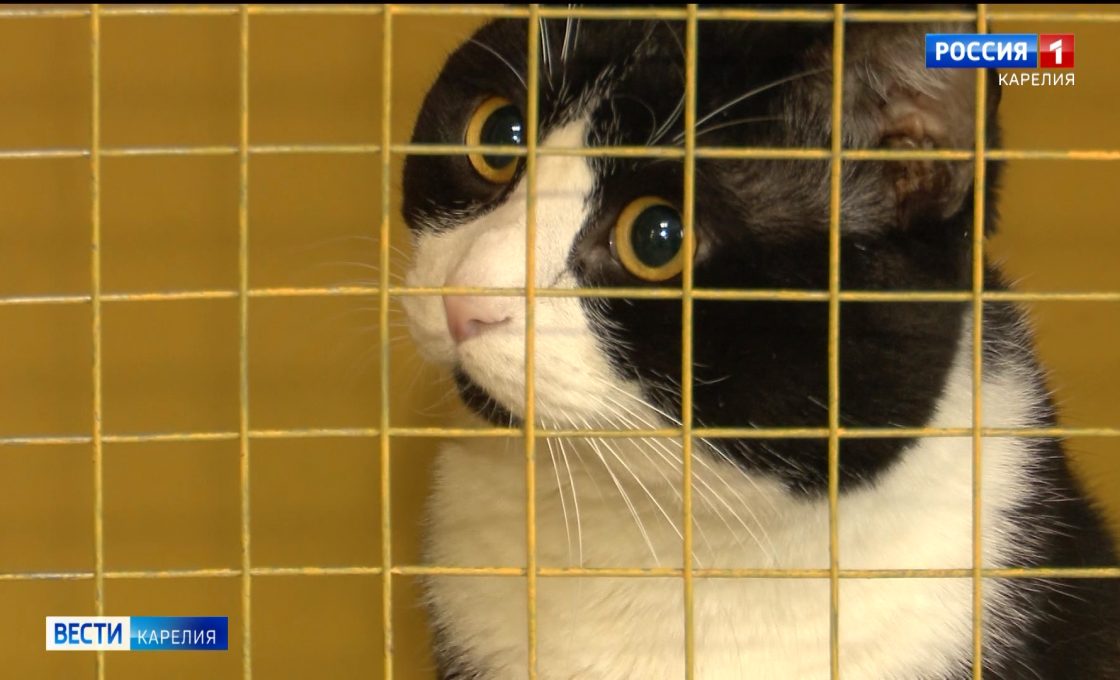 «Вести — Карелия». 03.01.26