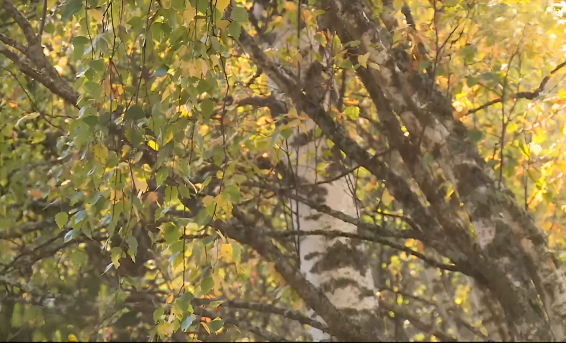 В Карелии проведут уход за лучшими деревьями
