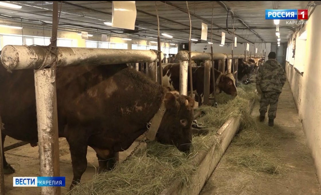 Племенное предприятие «Карельское» стало лучшим на международной выставке сельхоз производителей «Агравия»