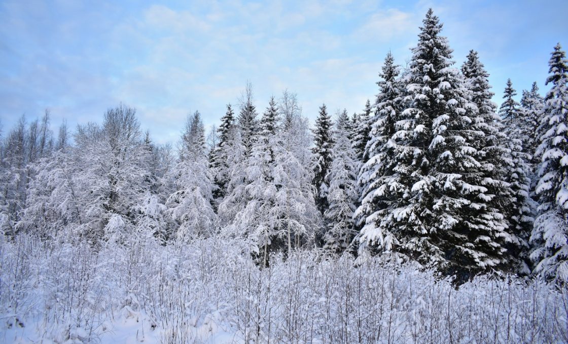 В Карелии стартовал зимний учет животных «по следам»