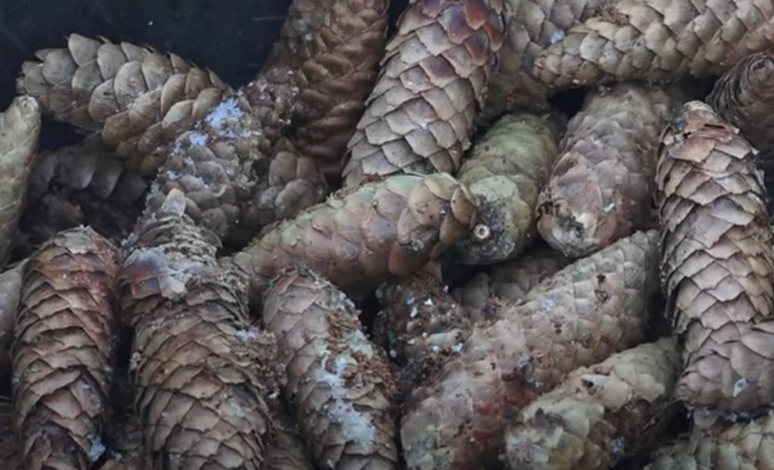 Жители Карелии собрали около 30 тонн шишек для восстановления лесов