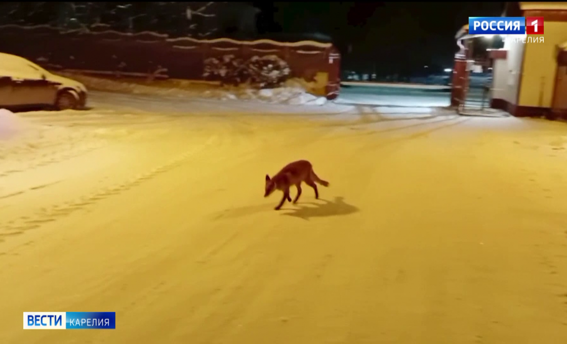 Наша телерадиокомпания вместе с Минприроды Карелии отвезут в лес лиса, который поселился на территории Канского парка