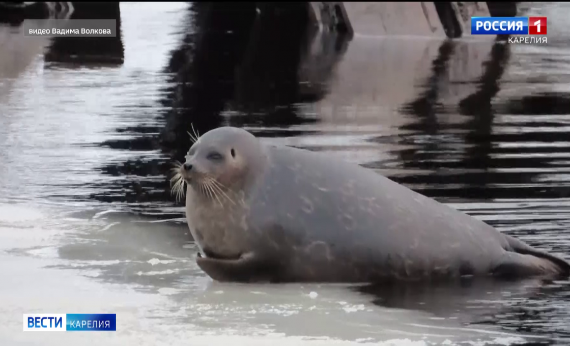 «Вести — Карелия». 14.01.26