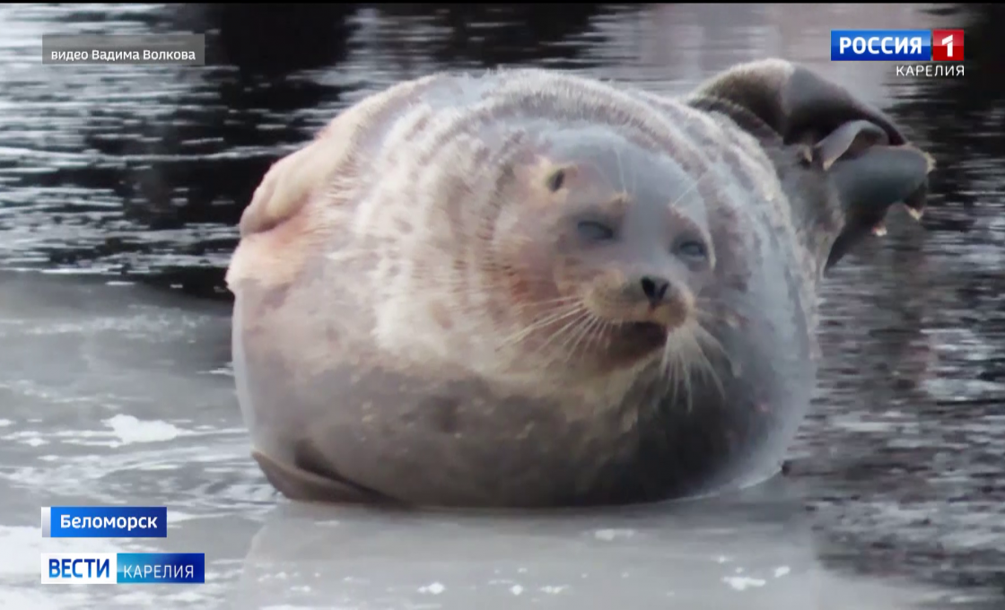 Обитателей Белого моря удалось снять жителю Беломорска