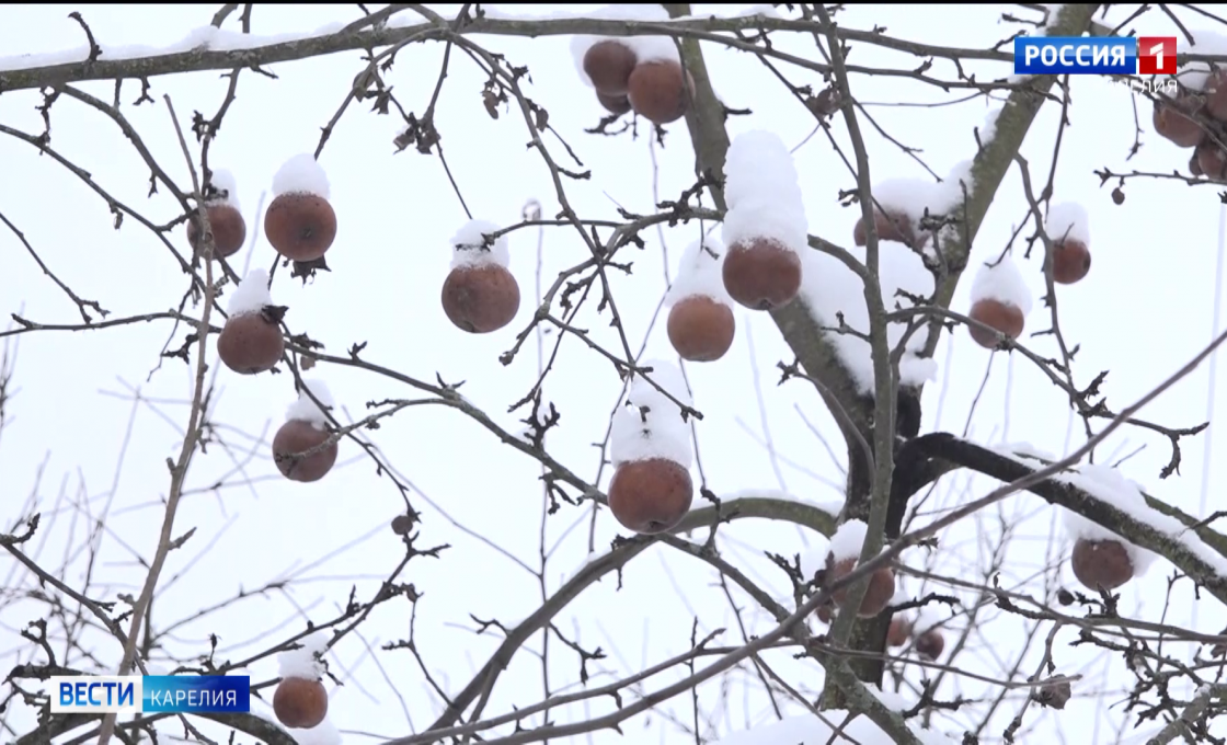 На племенном предприятии «Карельское» отремонтировали здание карантинного отделения