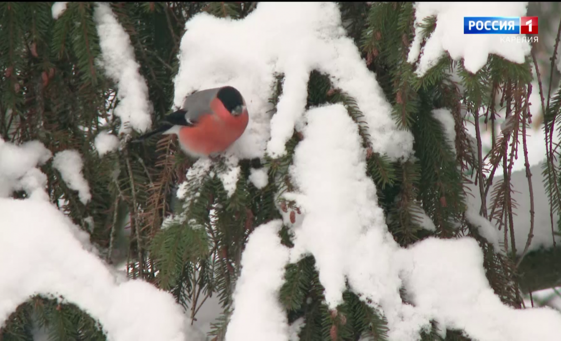 «Вести — Карелия». 16.01.26