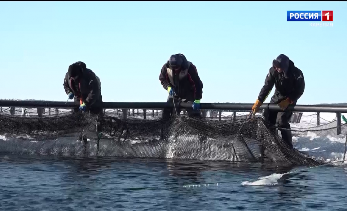 «Вести. Подробности». Рыба для россиян