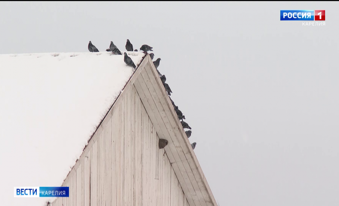 «Вести — Карелия». 22.01.26