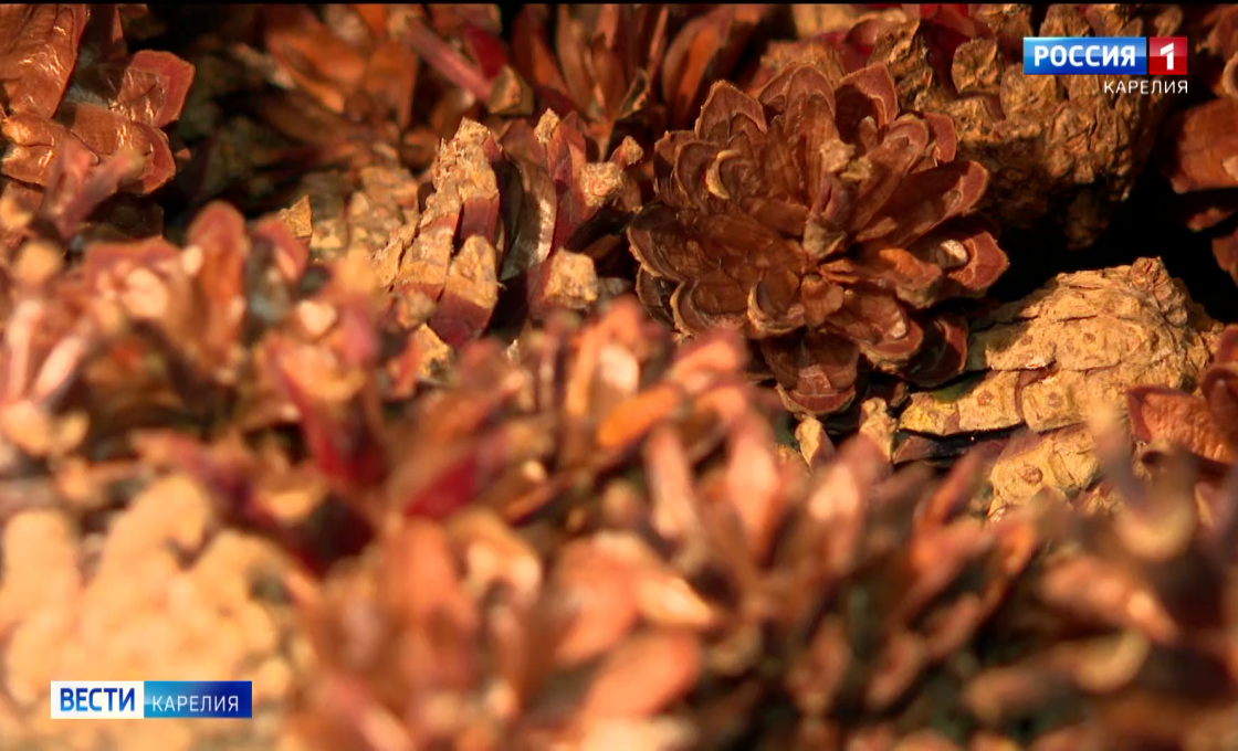 Насколько выгодно собирать шишки в Карелии?