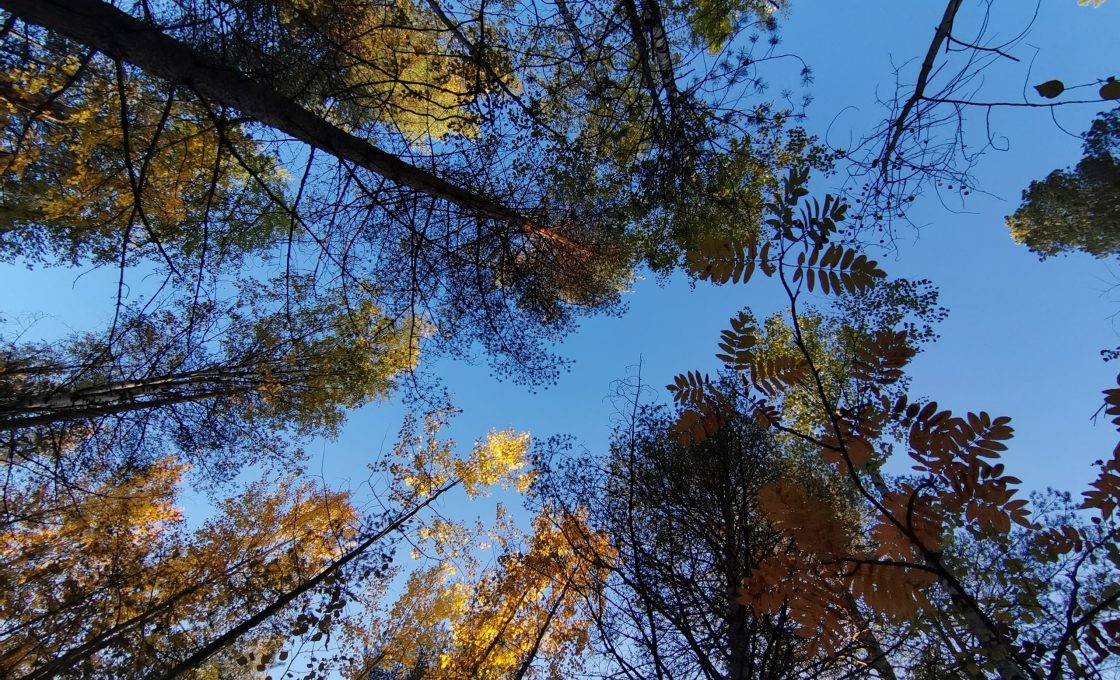 Надеемся, до оттепели дело не дойдет: карельские синоптики о погоде на неделю