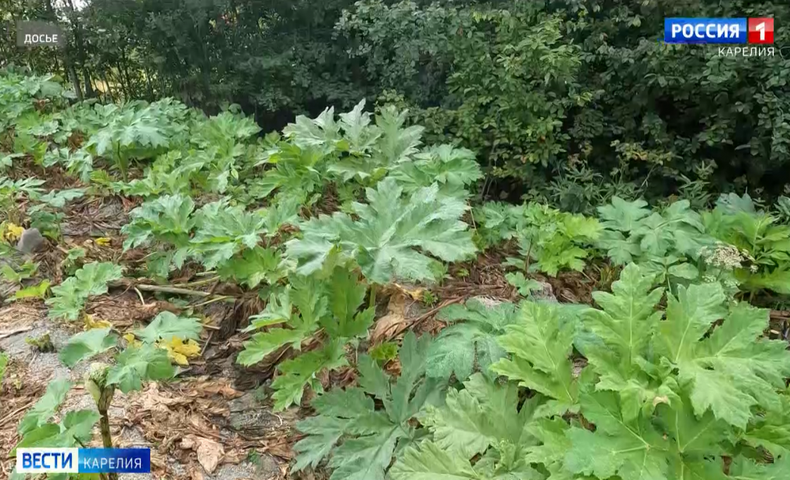 Жители Койвусельги объединились, чтобы подарить Дому Культуры новую жизнью