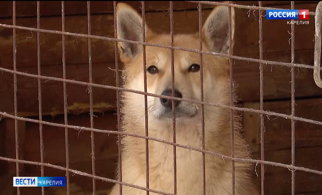 В приюте для собак организации «Подари мне жизнь» в Беломорске удалось покрыть крышу и сделать ремонт