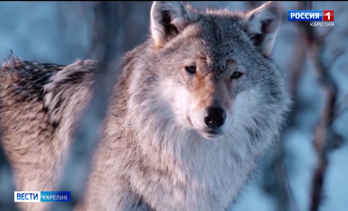 Карельские охотники добыли волков, которые промышляли неподалеку от села Шокша