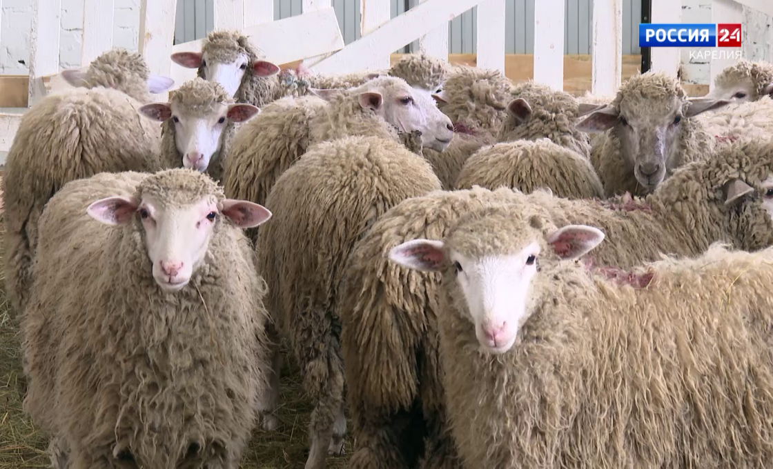 «За городом». 04.02.2026