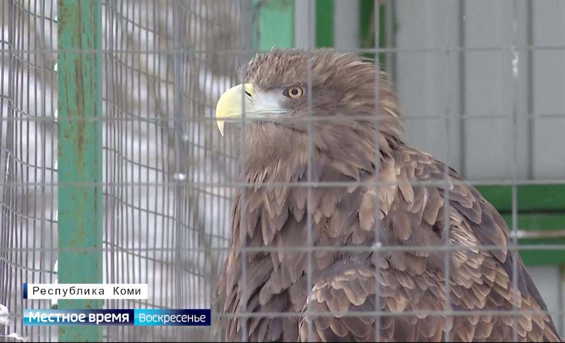 Вести. Арктический регион. 08.02.2026