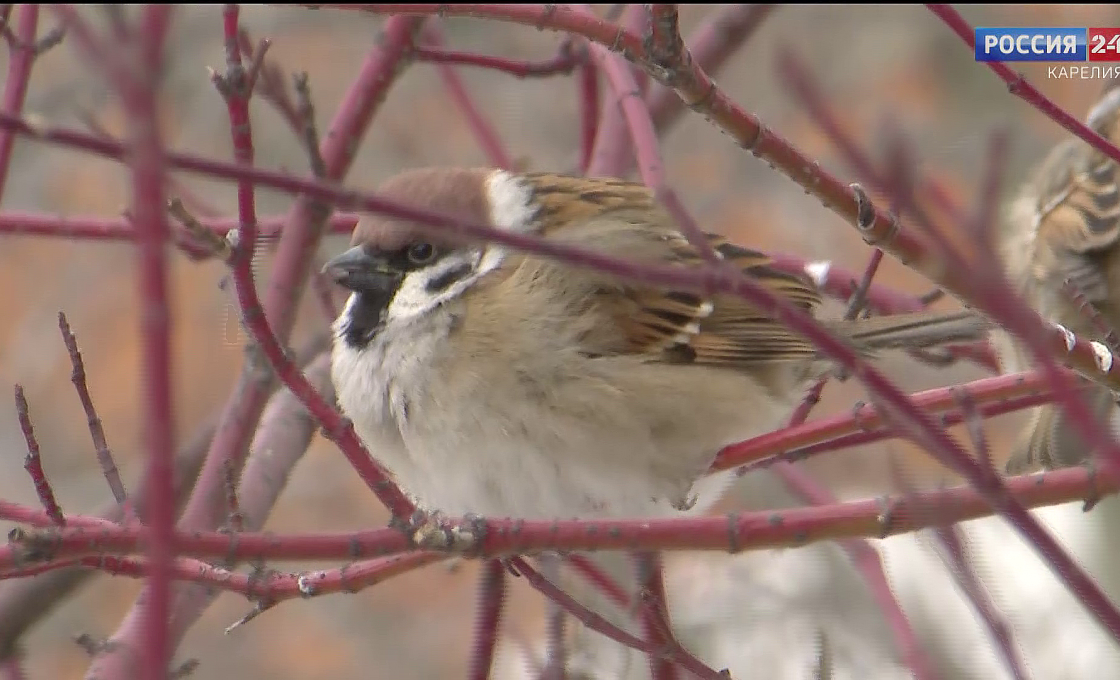 «Россия 24 — Карелия». 11.02.26