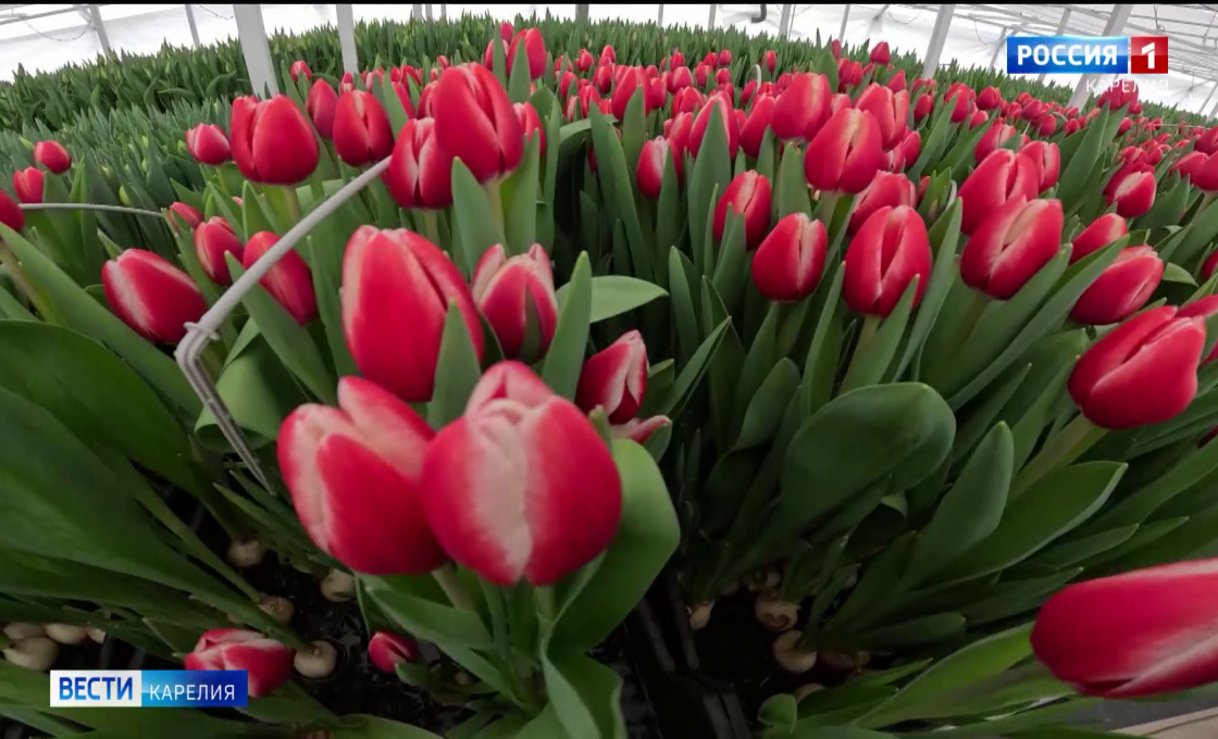 «Вести-Карелия». 16.02.26