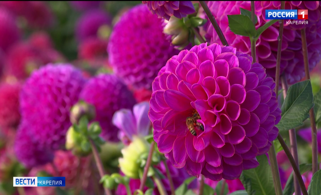 «Вести-Карелия». 24.02.26