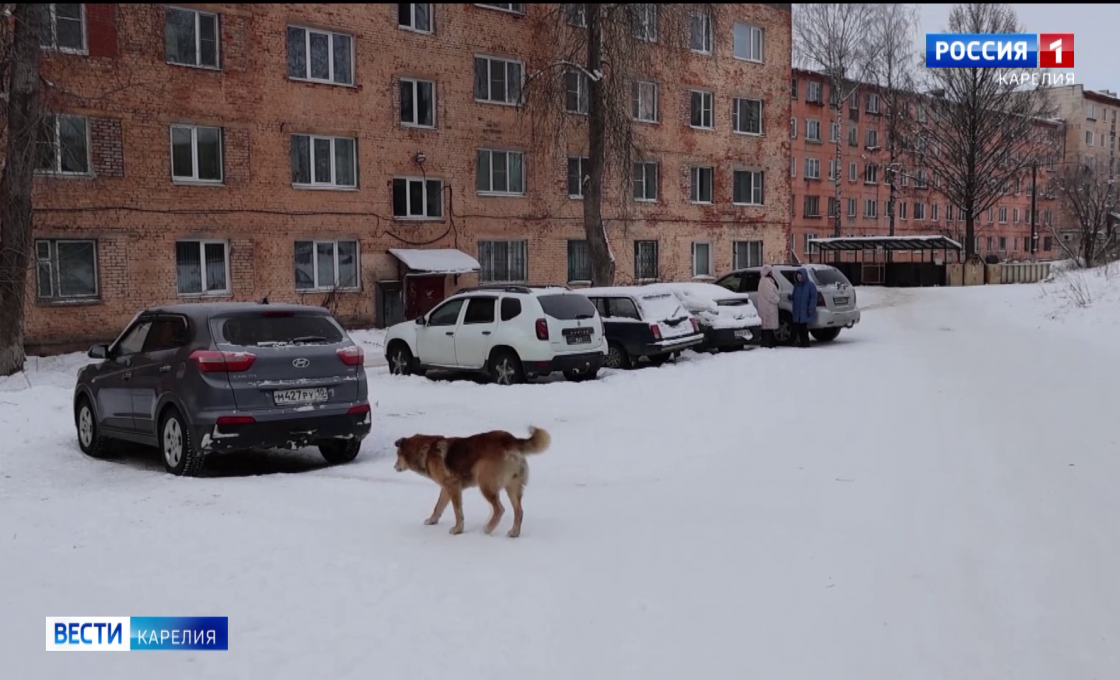 В Сегеже бездомные собаки снова напали на ребёнка