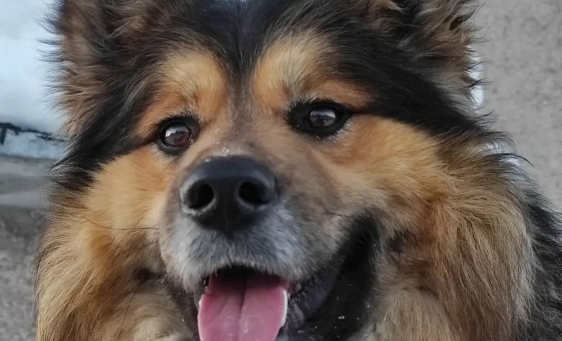 Петрозаводчанам напомнили о требованиях к содержанию собак