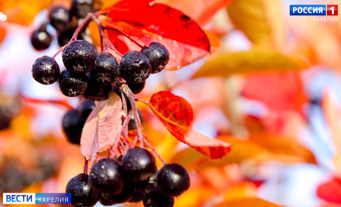 «Вести-Карелия». 21.03.26