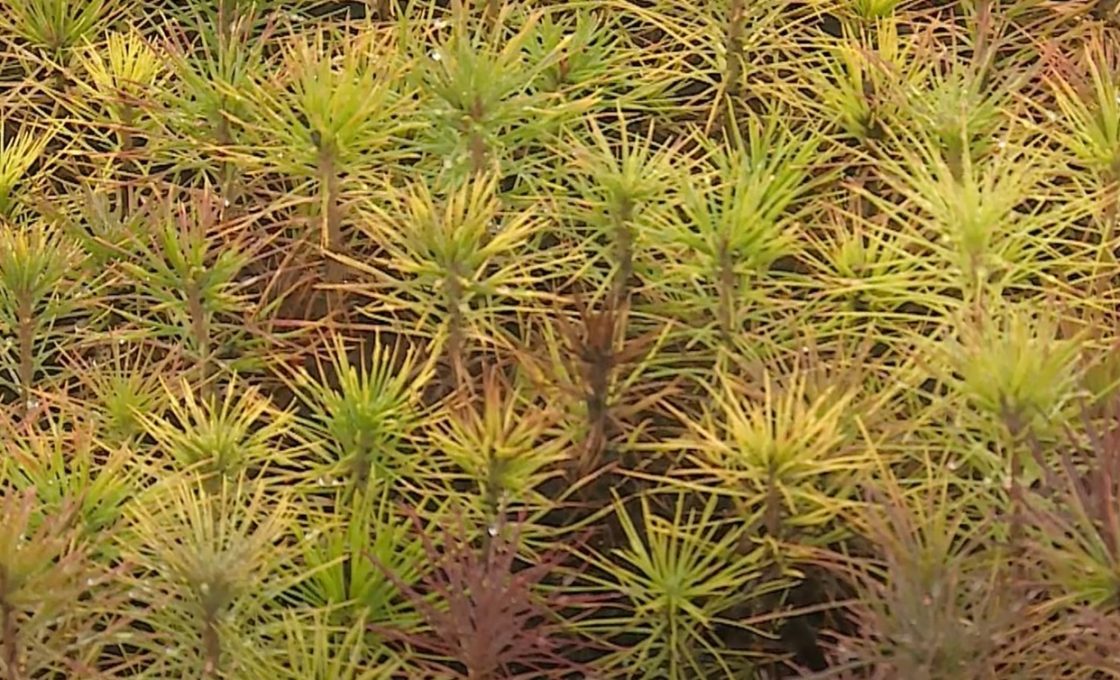 Около 25 тысяч гектаров леса восстановят в этом году в Карелии