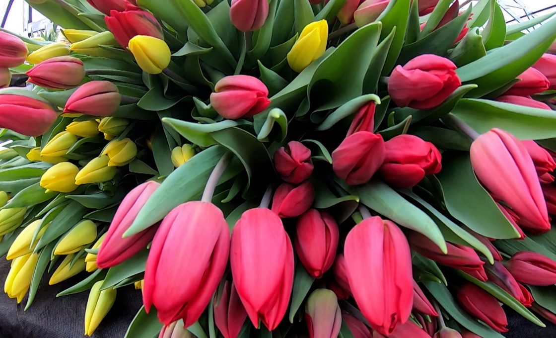 Стала известна программа празднования Международного женского дня в Петрозаводске