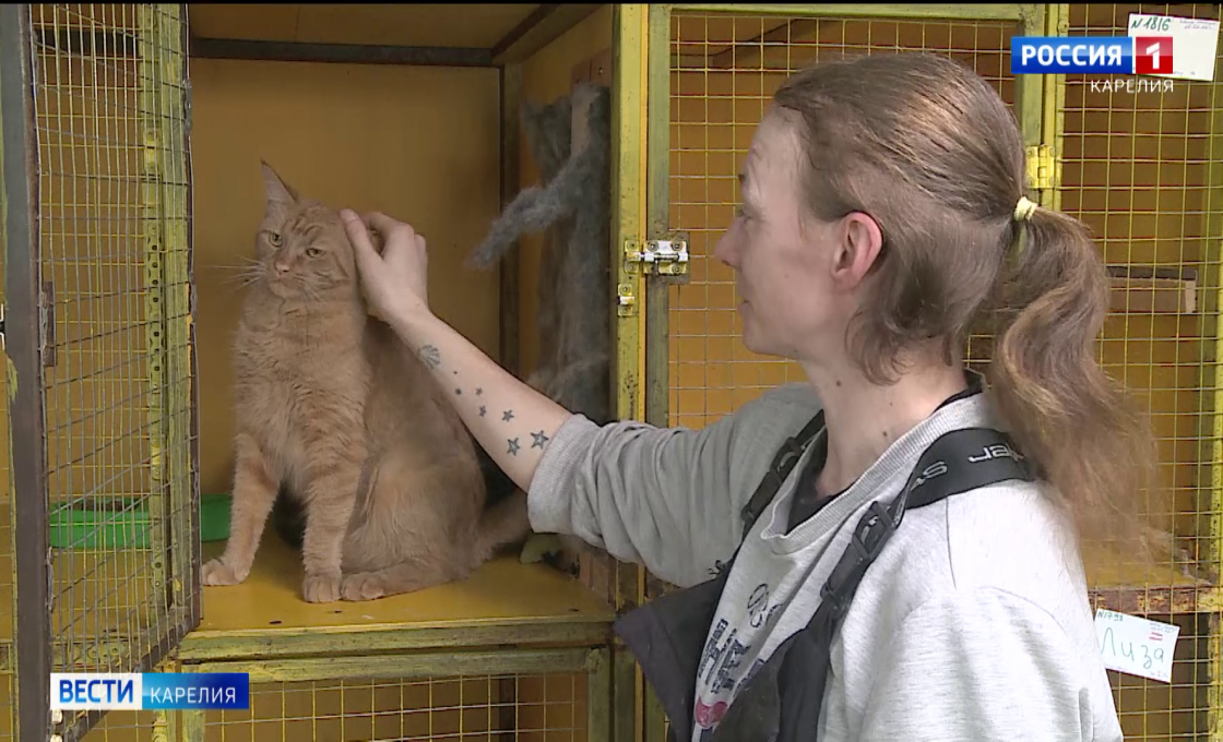 В Петрозаводске пройдёт выставка-раздача кошек, готовых обрести семью