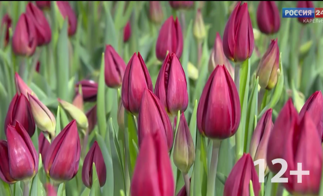 «Попало в сети». 05.03.26