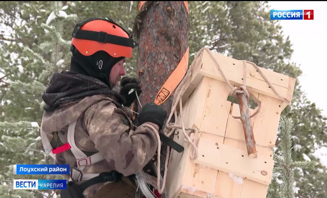 Ученые КарНЦ РАН установили 40 искусственных гнездовий в национальном парке «Паанаярви»