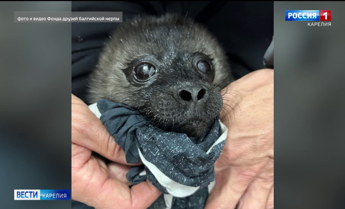 Новорожденного детеныша нерпы спасли от чаек в Карелии