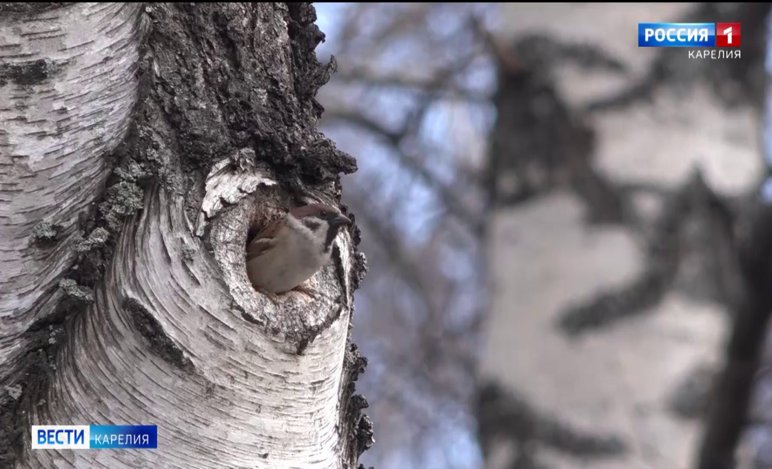 Почему в Карелии в этом году такая ранняя весна?